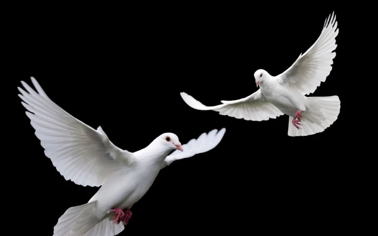 Giữ sự sống cho người khác là phước đức lớn nhất